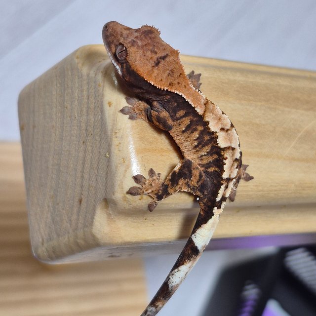 100%헷아잔틱 세이블