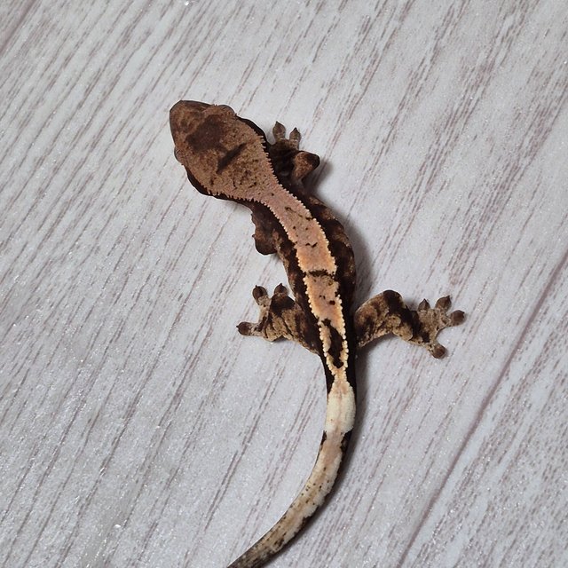 100%헷아잔틱 세이블