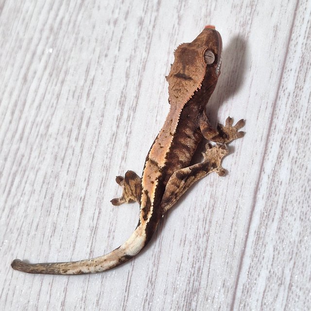 100%헷아잔틱 세이블