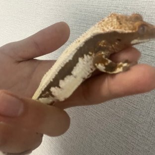 릴리100%헷아잔틱