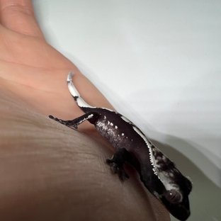 아잔틱