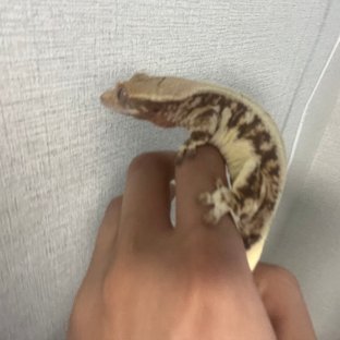 풀핀 릴리100%헷아잔틱