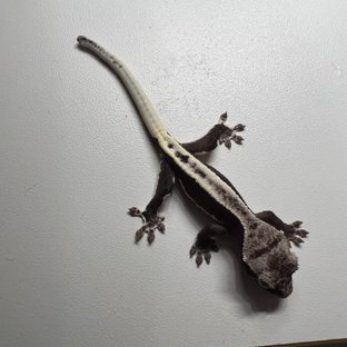 릴잔틱