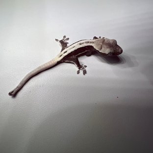 릴잔틱
