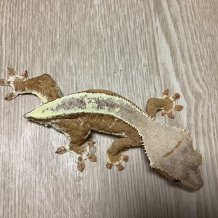 릴리100%헷아잔틱