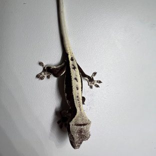릴잔틱
