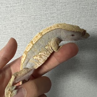 릴리100%헷아잔틱