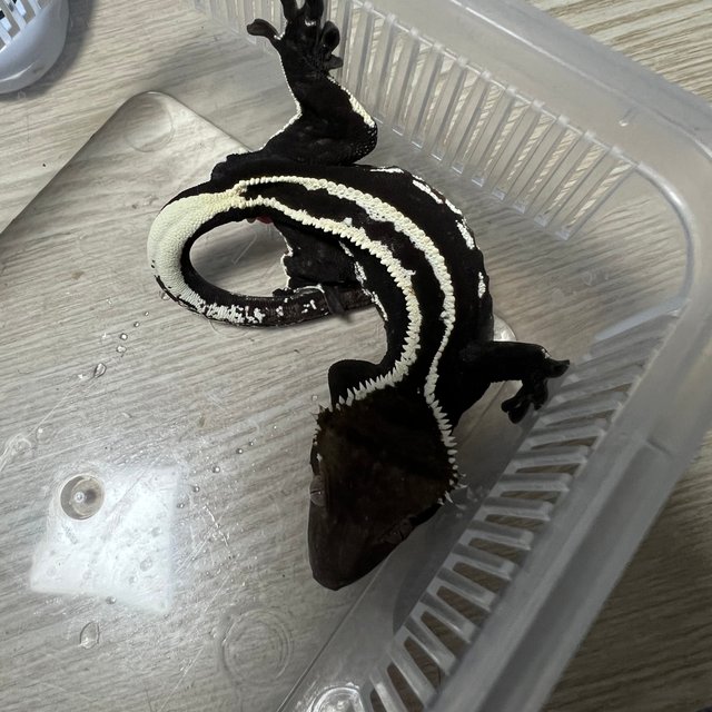 아잔틱 풀핀 핀스트라이프