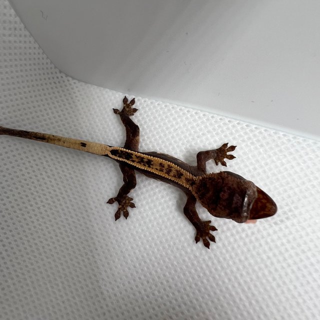 100%헷아잔틱 풀핀