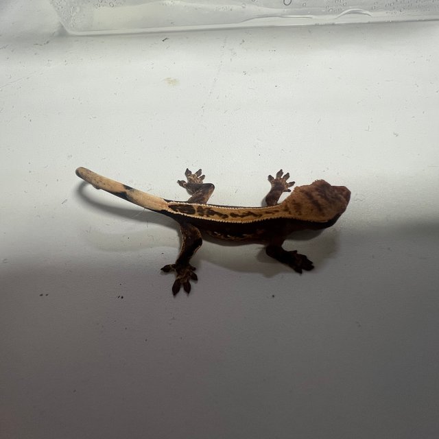 풀핀 100%헷아잔틱