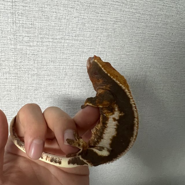 릴리100%헷아잔틱