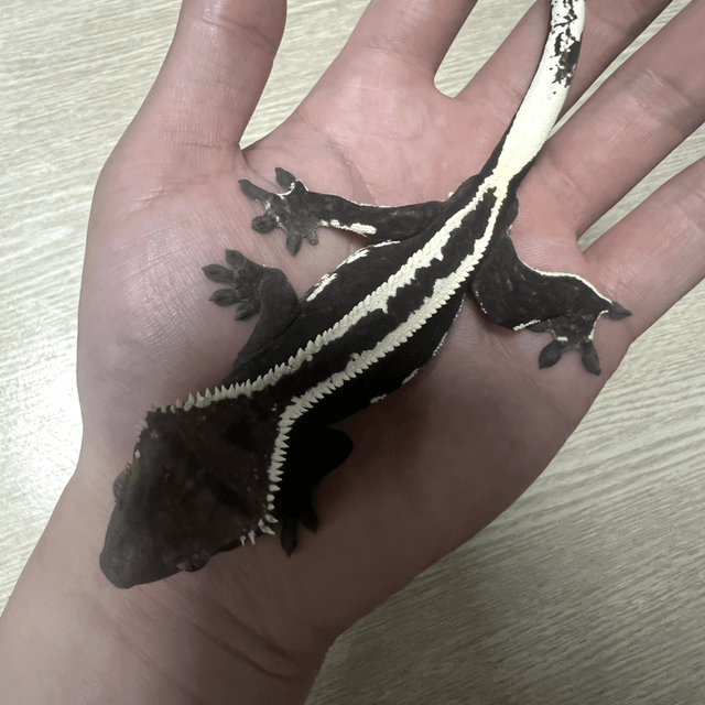 아잔틱 풀핀 핀스트라이프