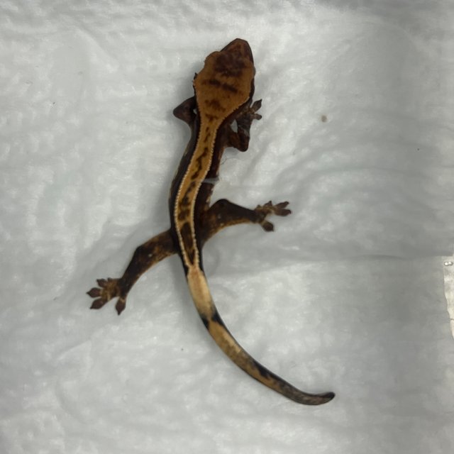 풀핀 100%헷아잔틱