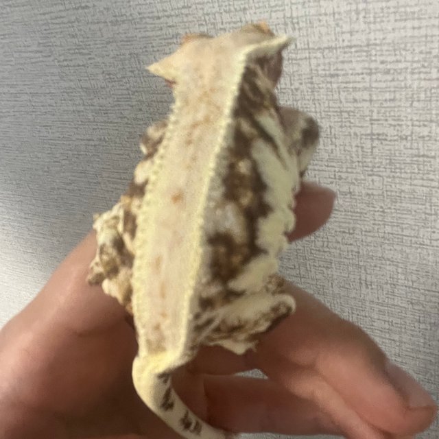 풀핀 릴리100%헷아잔틱