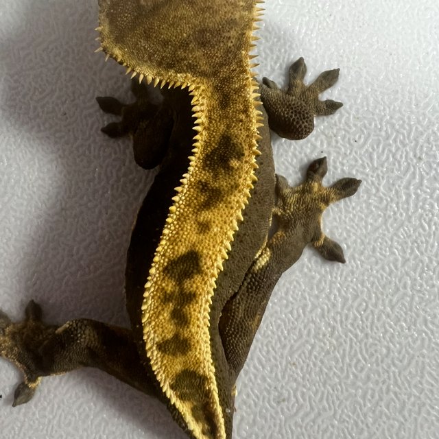 100%헷아잔틱 풀핀