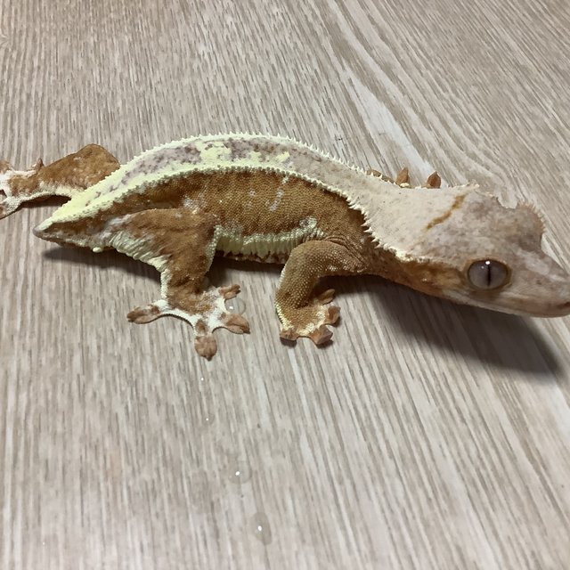 릴리100%헷아잔틱