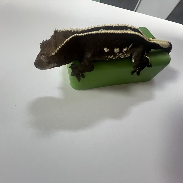 아잔틱 풀핀 핀스트라이프