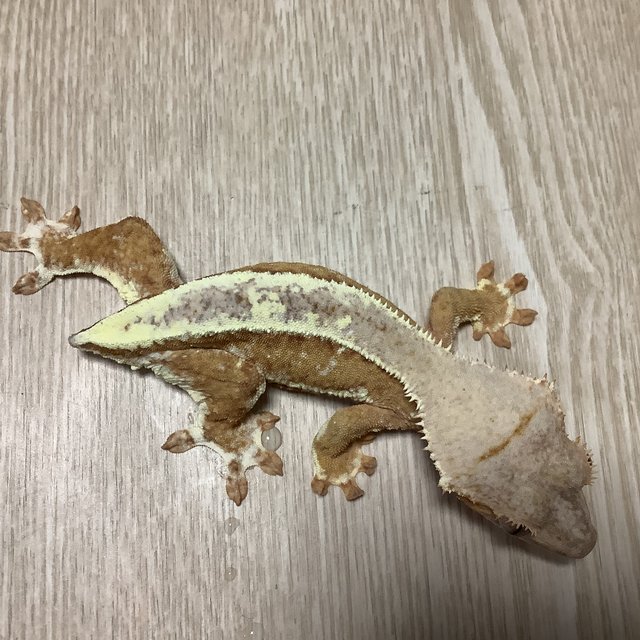 릴리100%헷아잔틱