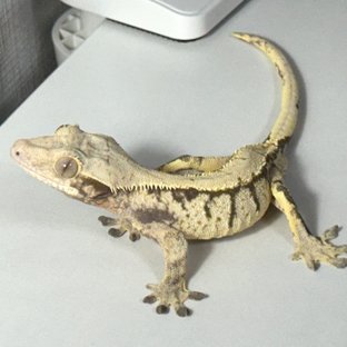 노멀 할리퀸