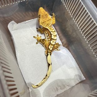 크림시클