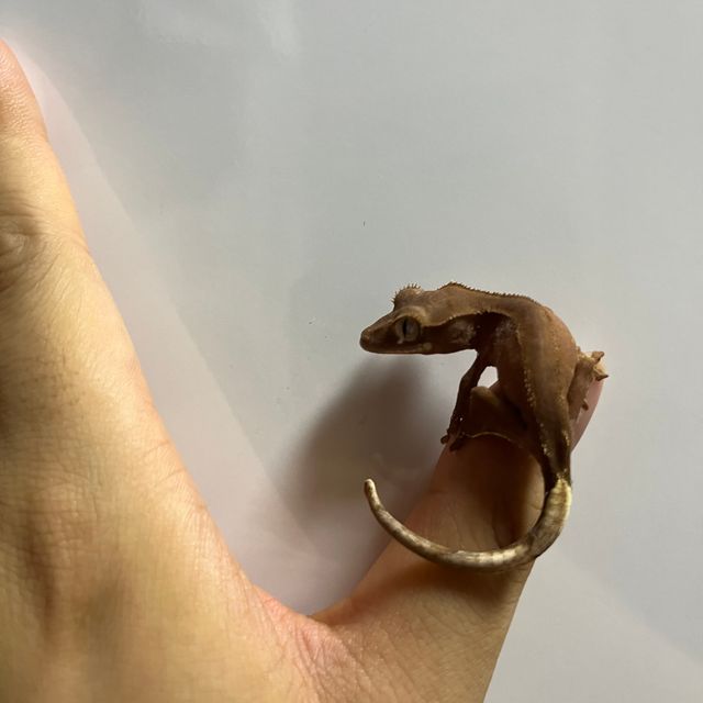 바이 레드