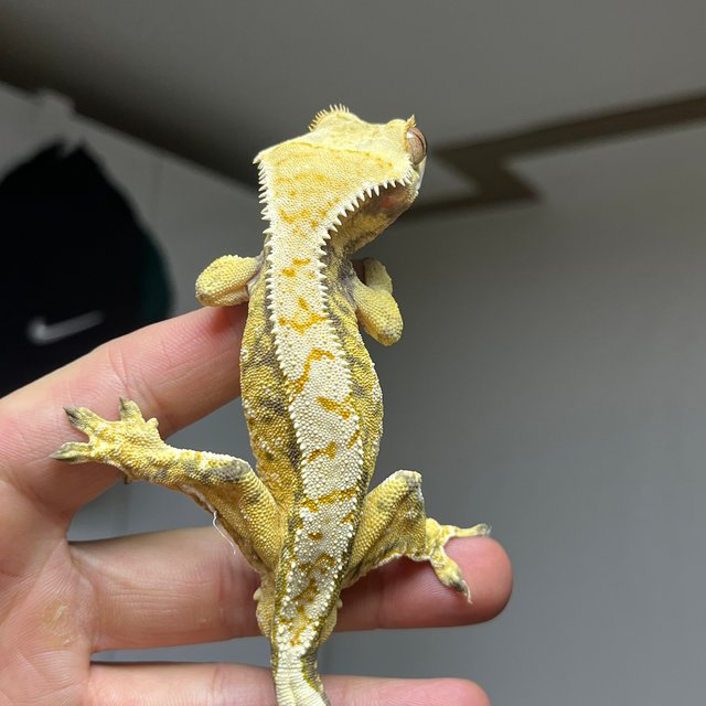 트라이 익스트림할리퀸