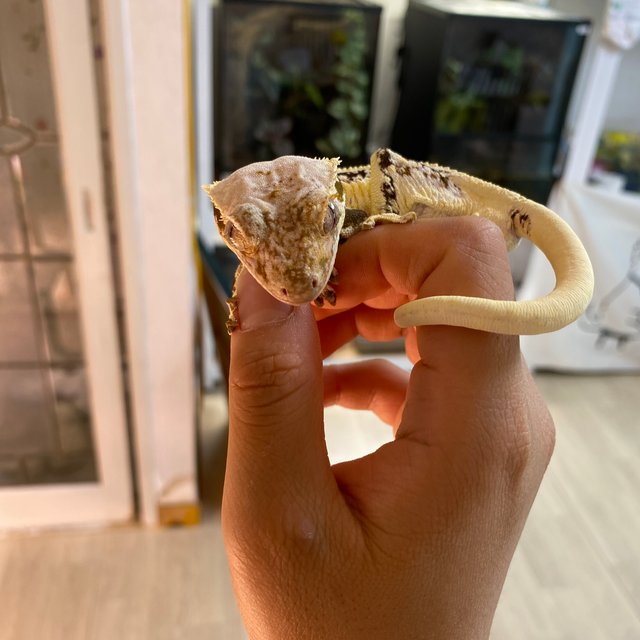 릴리화이트 솔리드백 풀핀 화이트