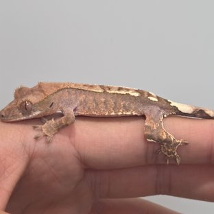 카푸치노 트라이