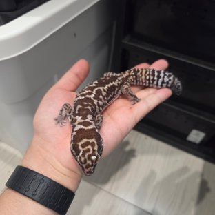 화이트아웃 오레오