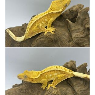 크림 크림시클