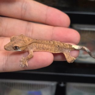 카푸치노 달마시안