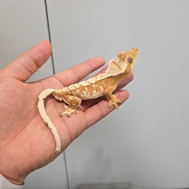 크림시클