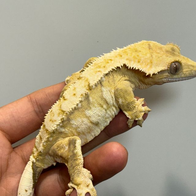 크림시클 옐로우 크림