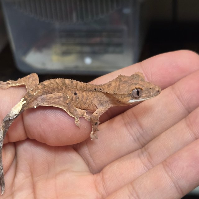 카푸치노 달마시안