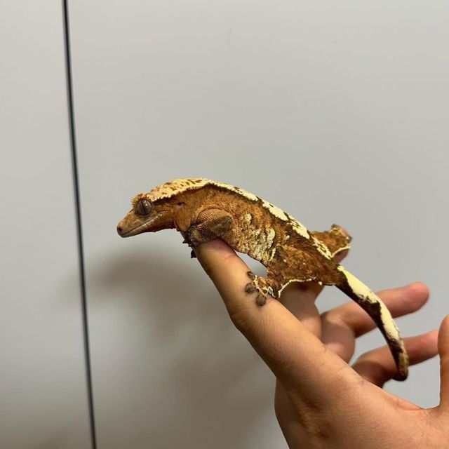 크림시클
