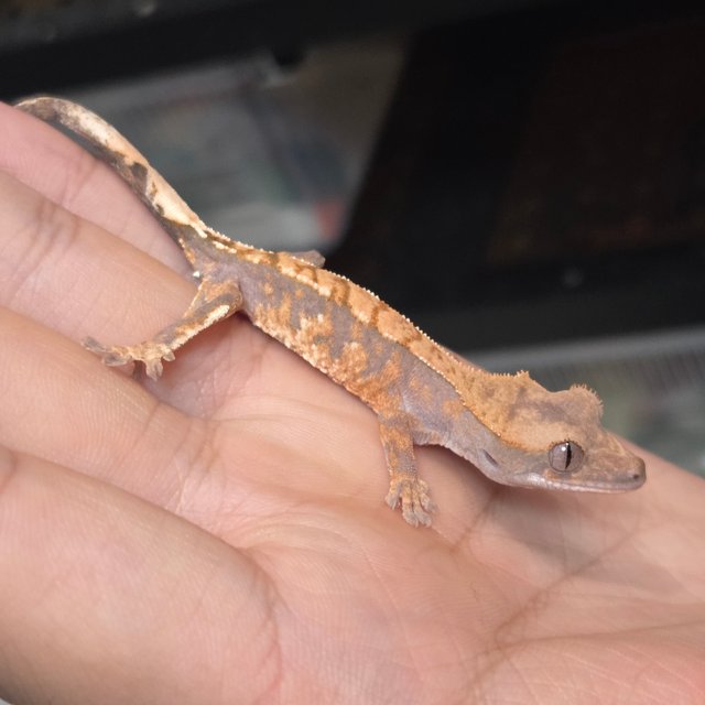 카푸치노 트라이