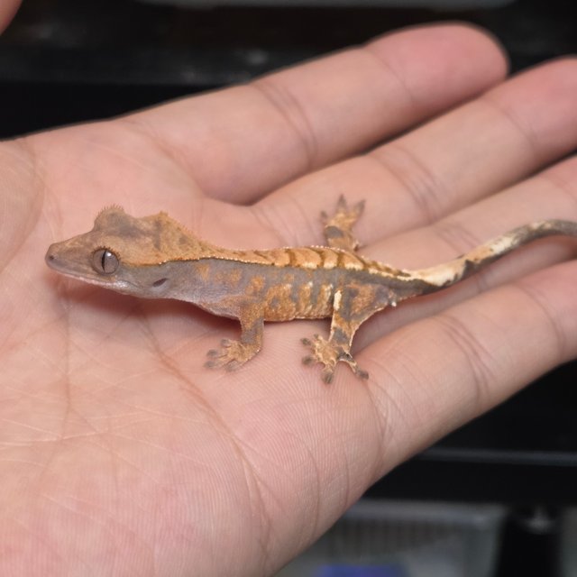 카푸치노 트라이