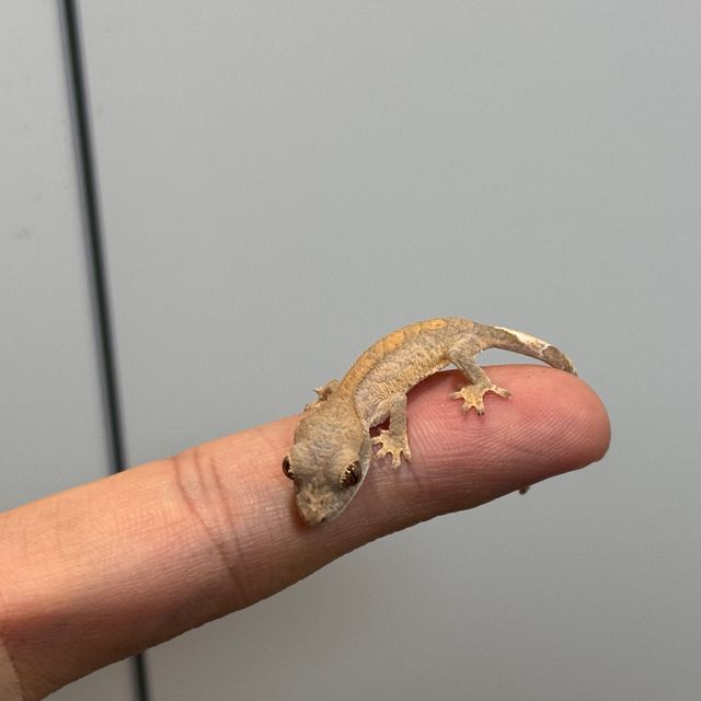 벅스킨 옐로우