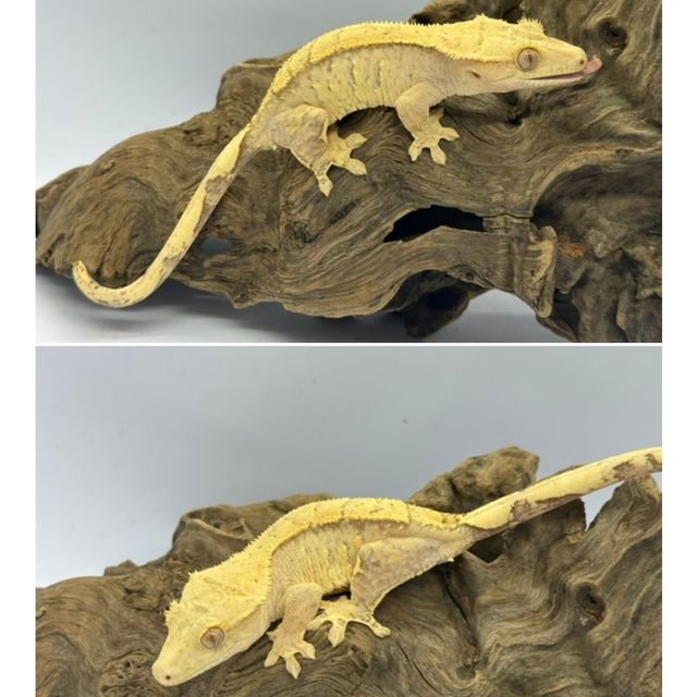 브린들 옐로우