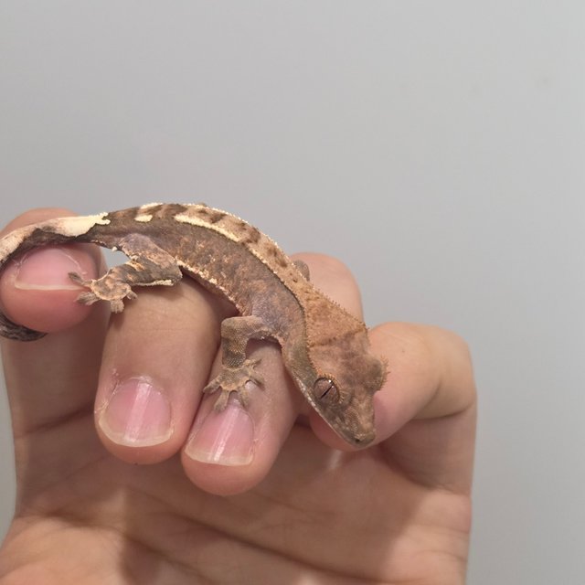 카푸치노 트라이