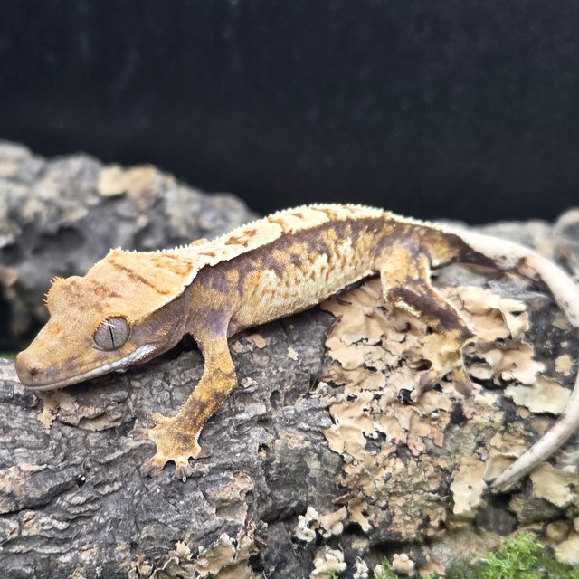 트라이 익스트림할리퀸