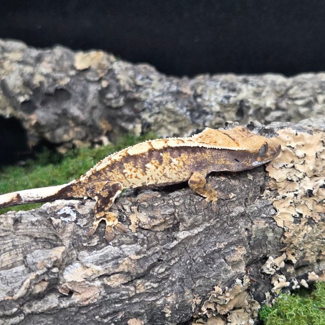 트라이 익스트림할리퀸