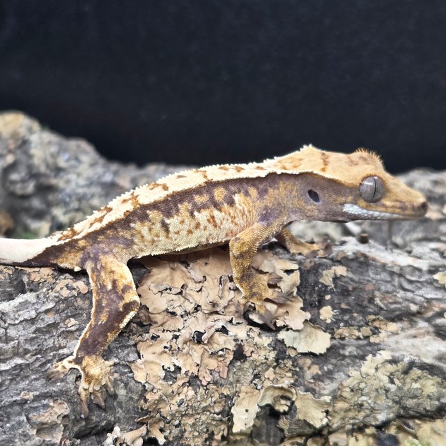 트라이 익스트림할리퀸