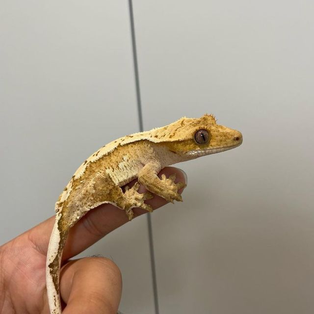 크림시클