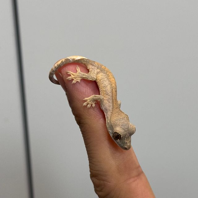 벅스킨 옐로우