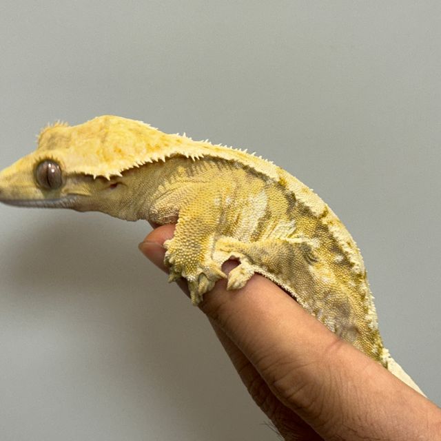크림시클 옐로우 크림