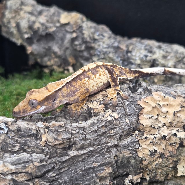 트라이 익스트림할리퀸