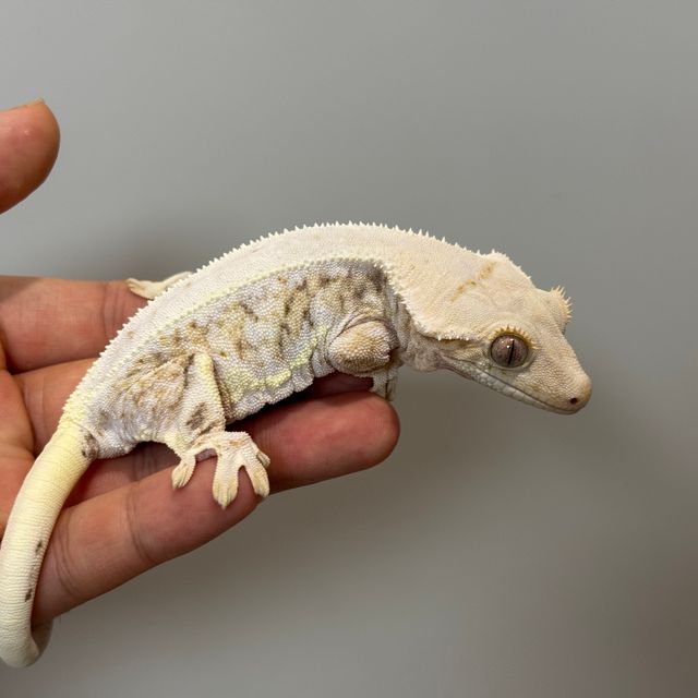 릴리화이트 트라이