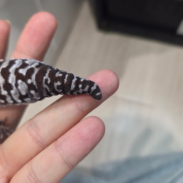 화이트아웃 오레오