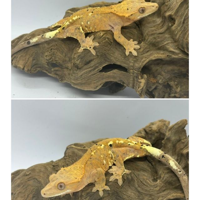 카푸치노 달마시안 크림